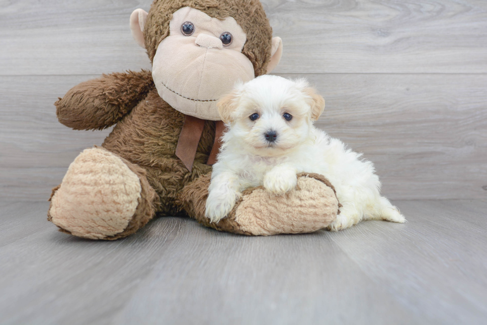 Friendly Maltipoo Baby