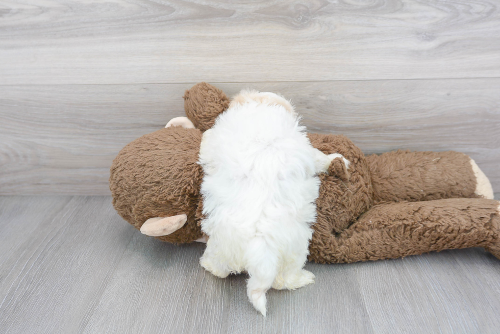 Maltipoo Pup Being Cute