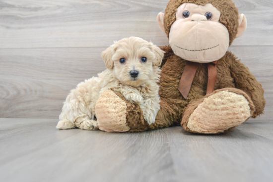 Best Maltipoo Baby