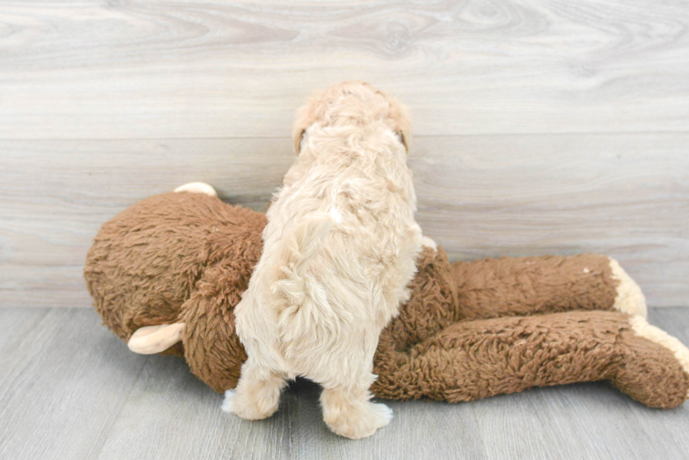 Cute Maltipoo Baby