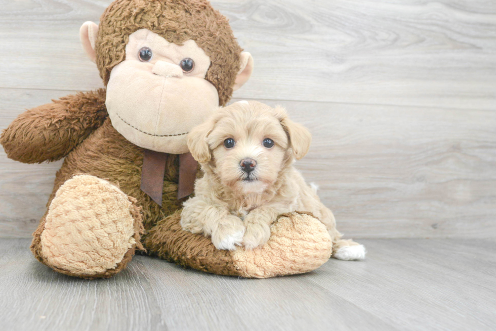 Fluffy Maltipoo Poodle Mix Pup