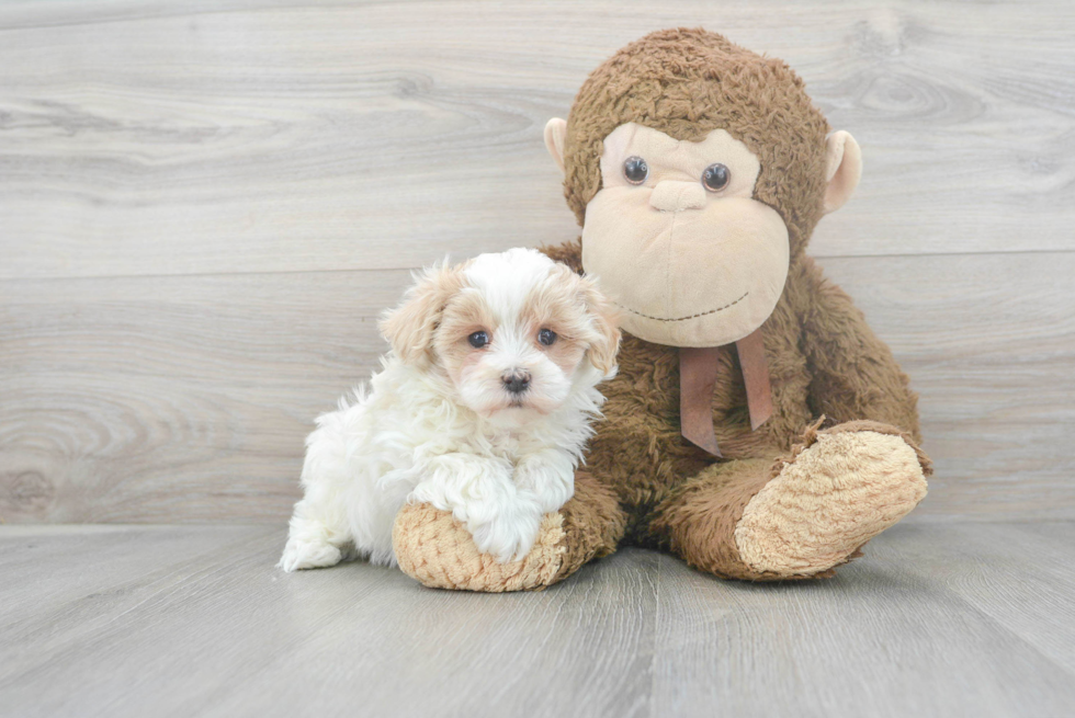 Maltipoo Puppy for Adoption