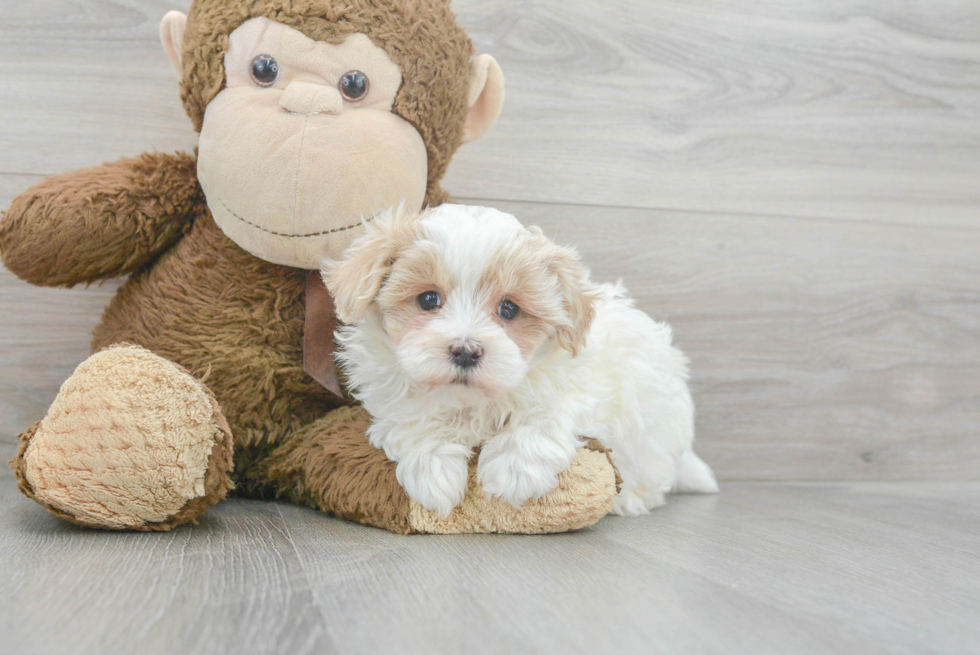 Happy Maltipoo Baby