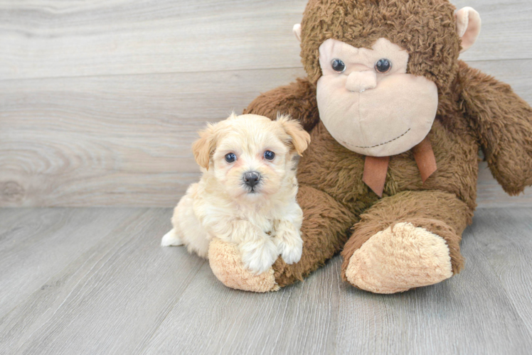 Best Maltipoo Baby