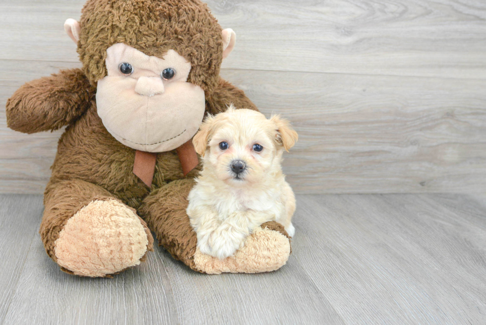 Adorable Maltese Poodle Poodle Mix Puppy