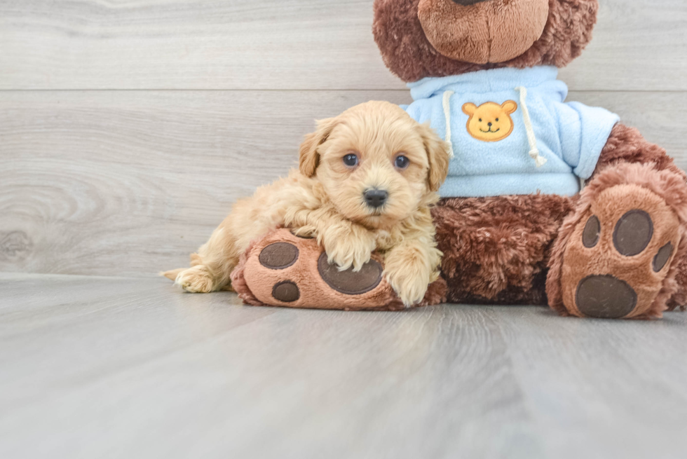 Friendly Maltipoo Baby