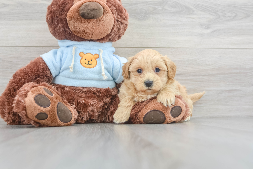 Maltipoo Pup Being Cute