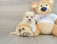 8 week old Maltipoo Puppy For Sale - Premier Pups