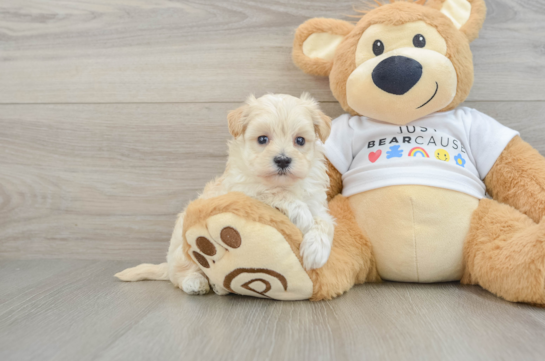 Maltipoo Pup Being Cute