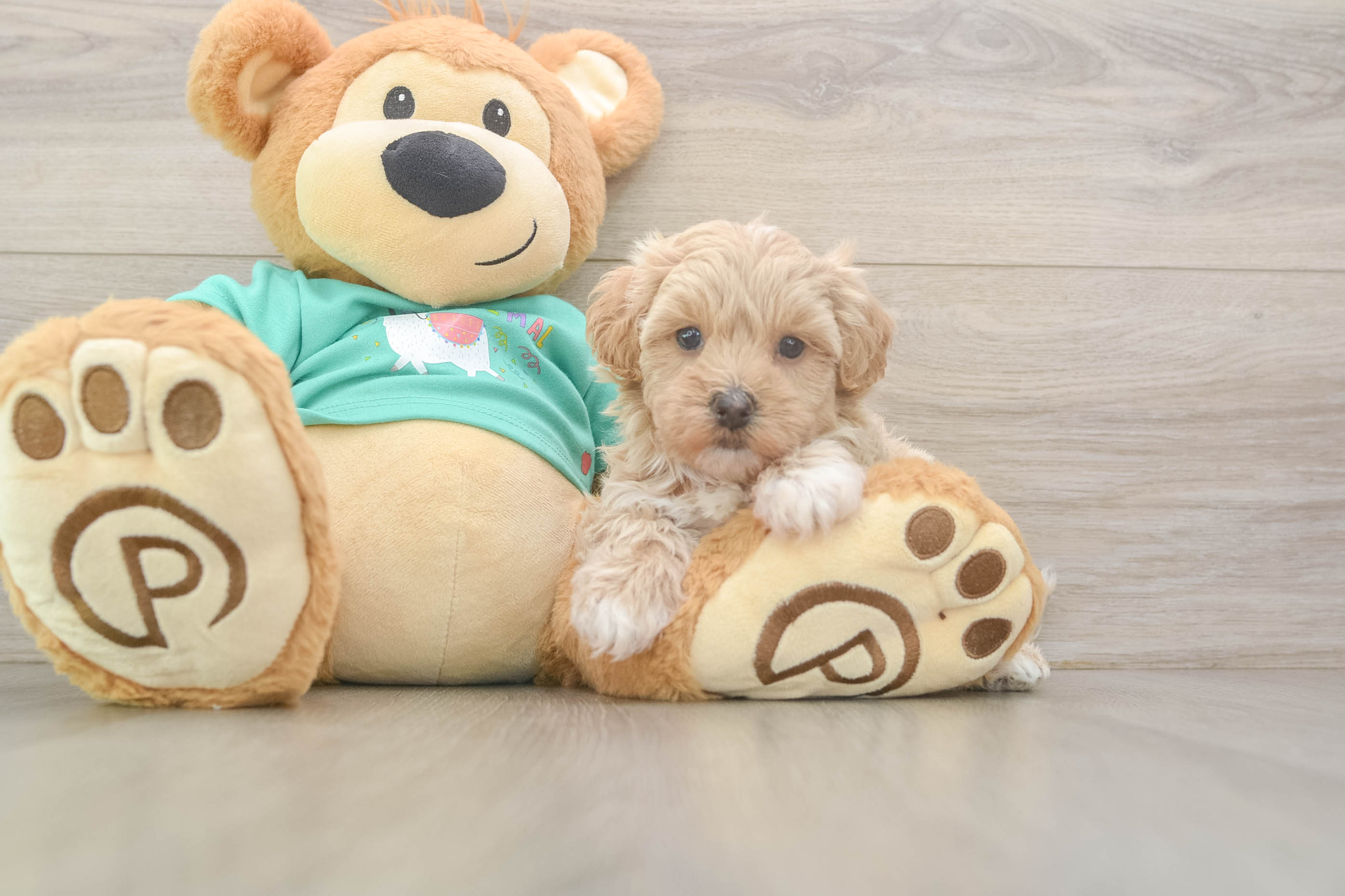 Small Maltipoo Baby