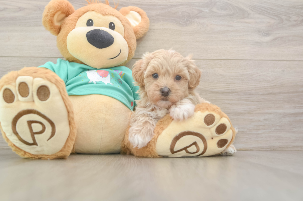 6 week old Maltipoo Puppy For Sale - Premier Pups