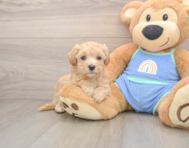 7 week old Maltipoo Puppy For Sale - Premier Pups