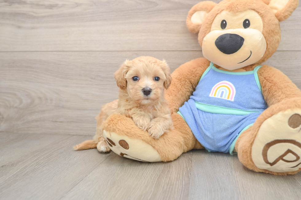 Maltipoo Pup Being Cute