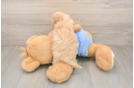 Best Maltipoo Baby