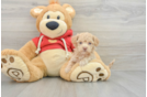 Maltipoo Pup Being Cute