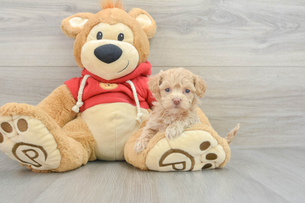 Maltipoo Pup Being Cute