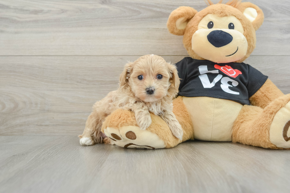 Fluffy Maltipoo Poodle Mix Pup