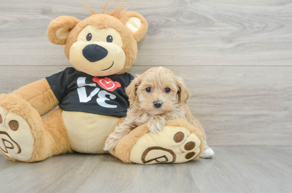 6 week old Maltipoo Puppy For Sale - Premier Pups