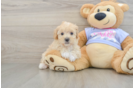Popular Maltipoo Poodle Mix Pup