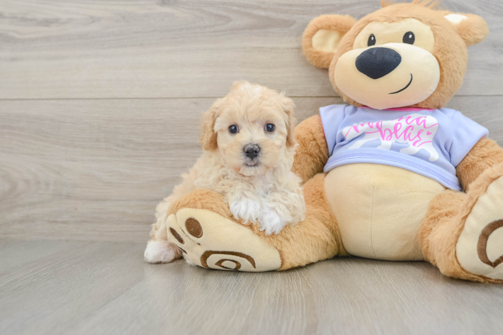 Popular Maltipoo Poodle Mix Pup