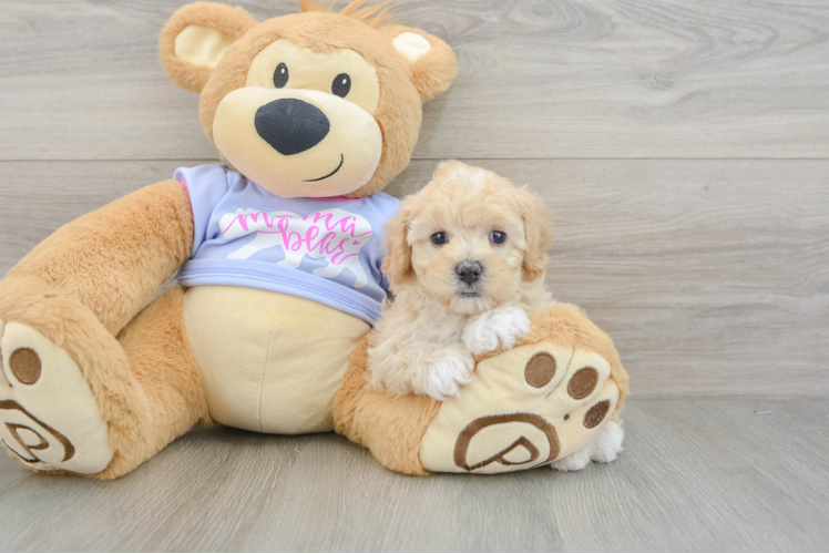 Maltipoo Puppy for Adoption