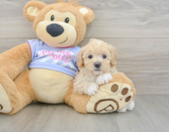 8 week old Maltipoo Puppy For Sale - Premier Pups