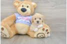 Maltipoo Puppy for Adoption