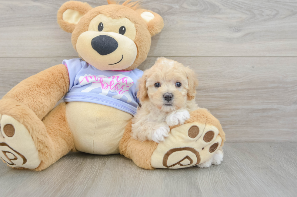 Maltipoo Puppy for Adoption