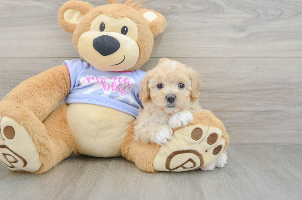 5 week old Maltipoo Puppy For Sale - Premier Pups