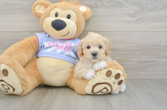 Maltipoo Puppy for Adoption