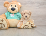 9 week old Maltipoo Puppy For Sale - Premier Pups