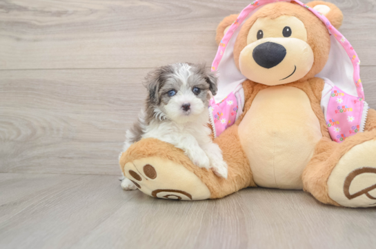 Maltipoo Pup Being Cute
