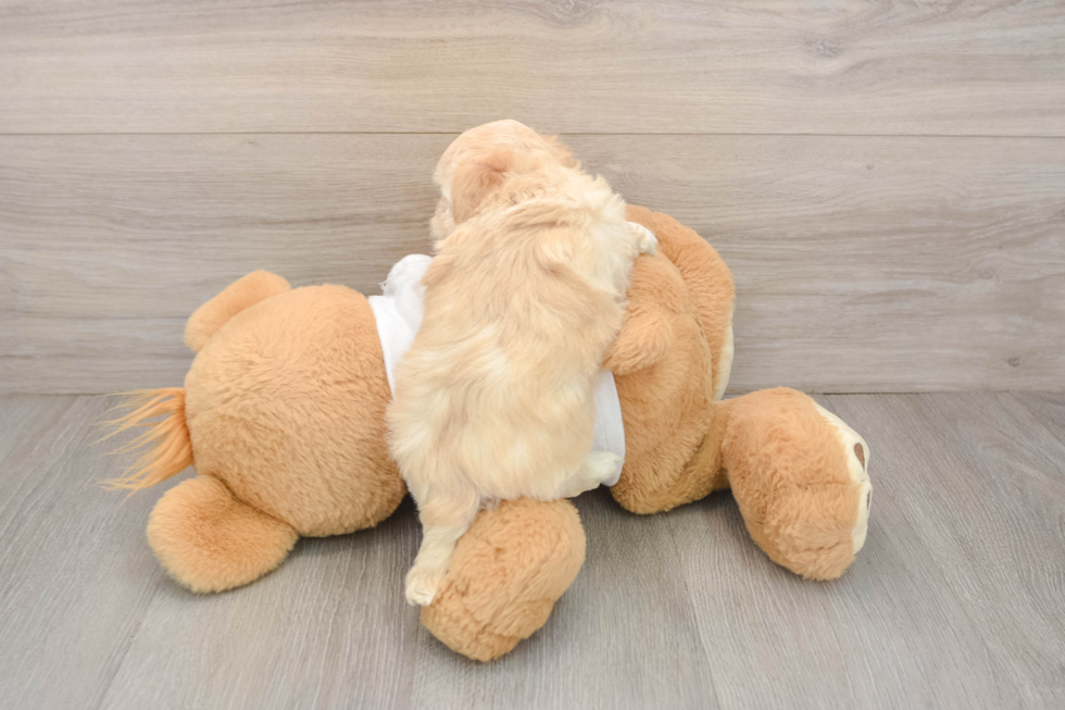 Smart Maltipoo Poodle Mix Pup