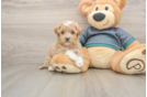 Energetic Maltepoo Poodle Mix Puppy