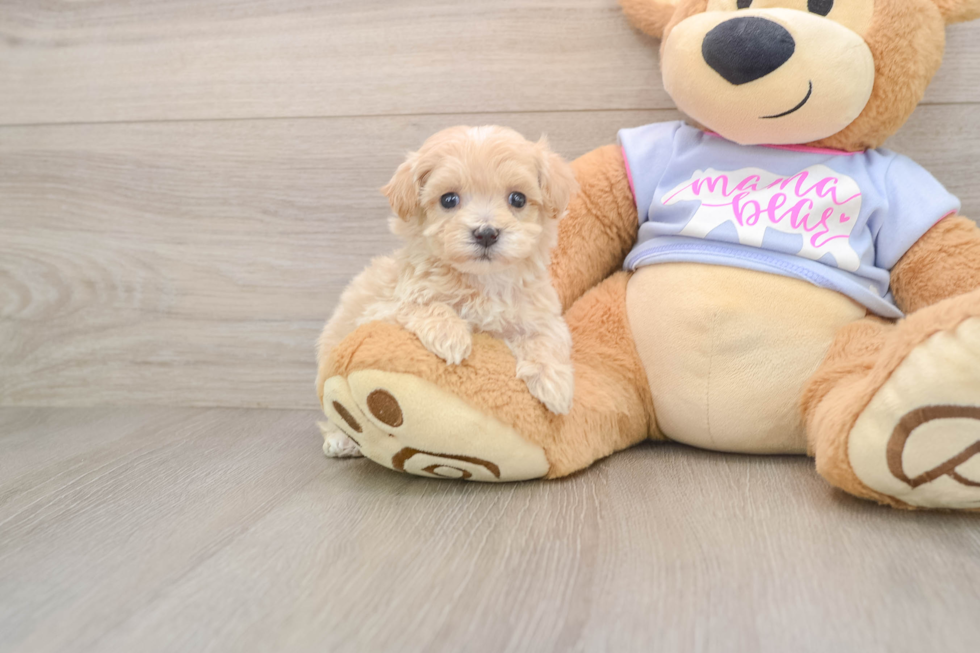 Adorable Moodle Poodle Mix Puppy