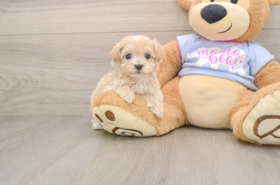 Adorable Moodle Poodle Mix Puppy