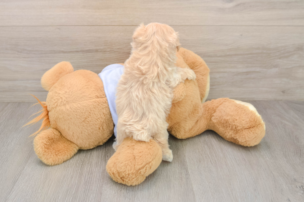 Maltipoo Puppy for Adoption
