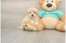Energetic Maltepoo Poodle Mix Puppy