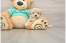 Maltipoo Puppy for Adoption
