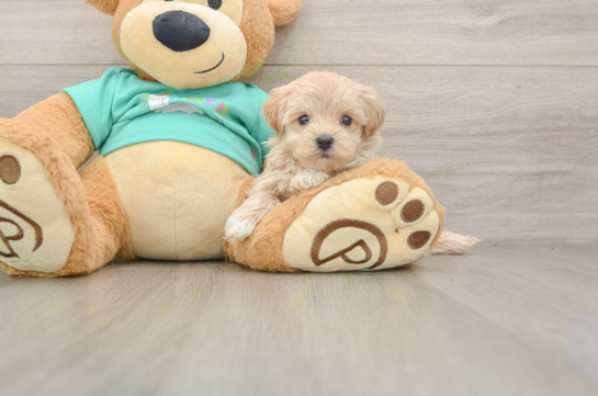 Maltipoo Puppy for Adoption