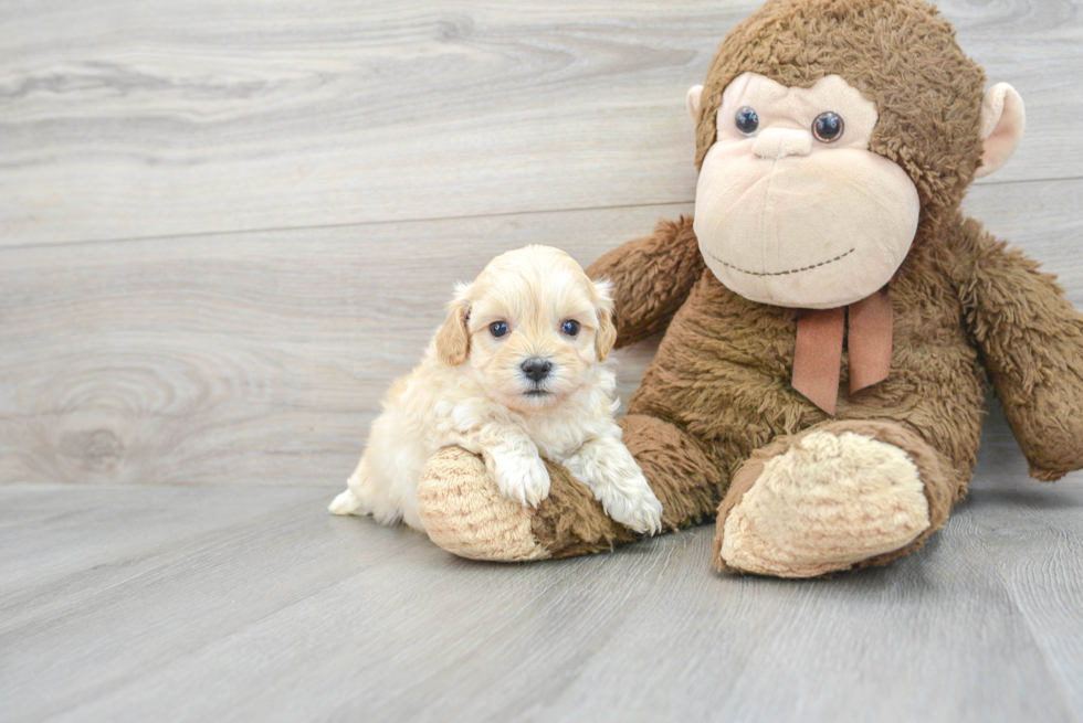 Smart Maltipoo Poodle Mix Pup