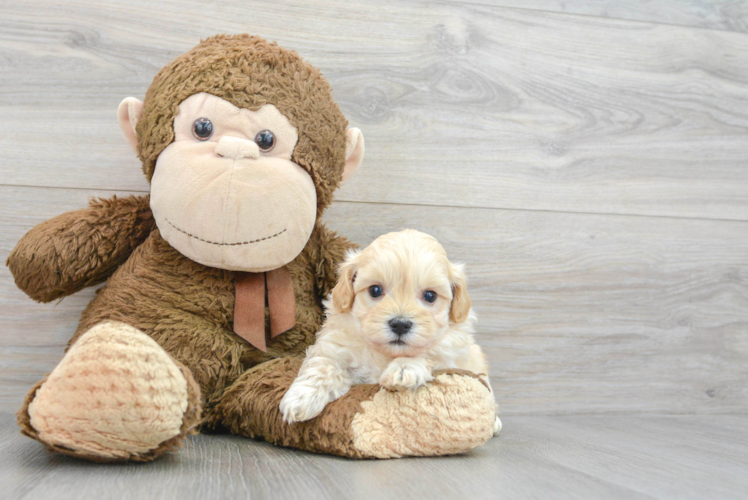 Happy Maltipoo Baby