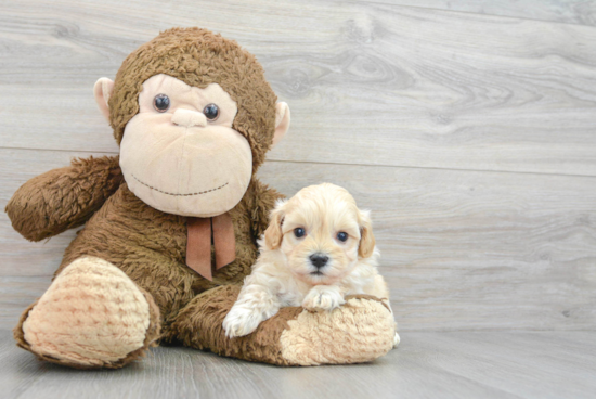 Happy Maltipoo Baby