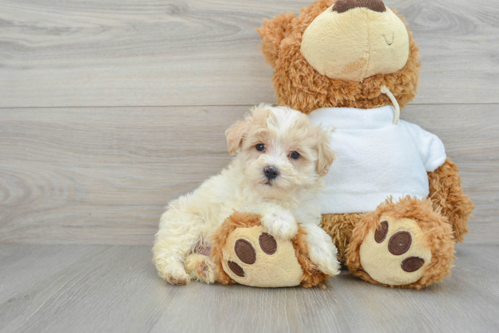 Sweet Maltipoo Baby