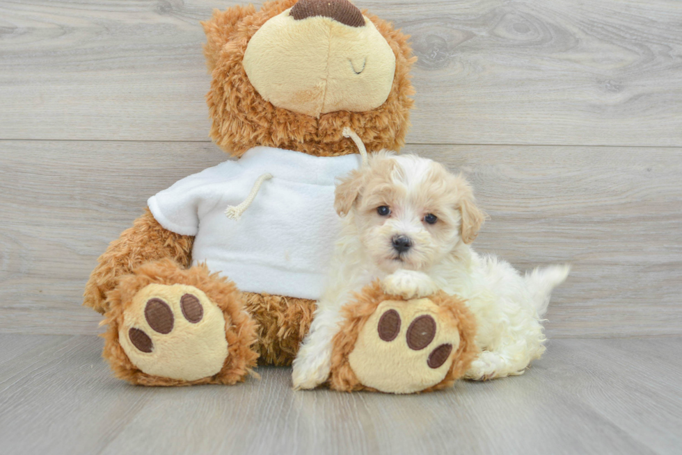 Best Maltipoo Baby