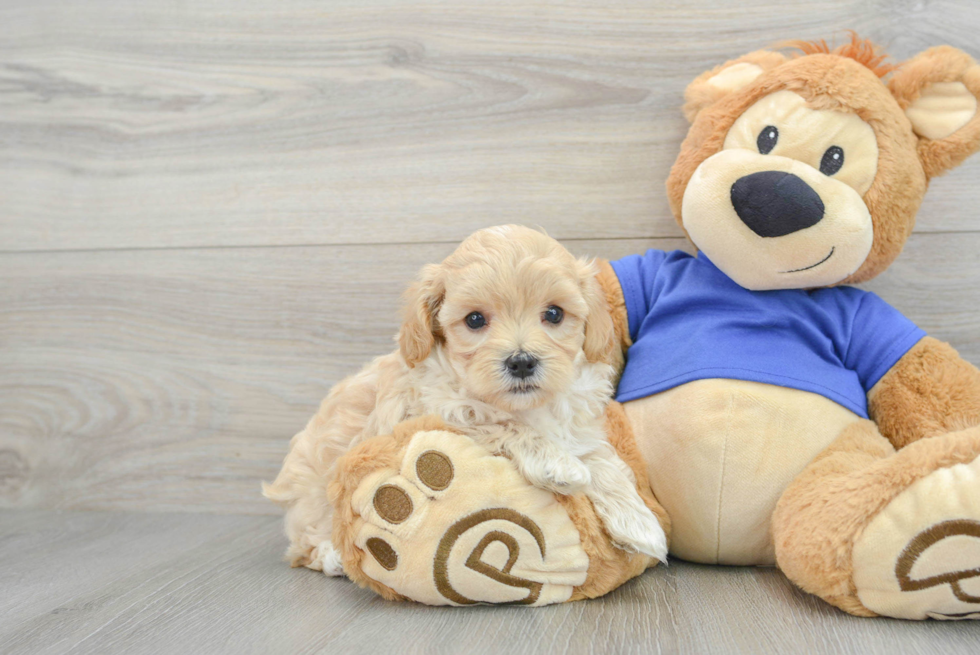 Petite Maltipoo Poodle Mix Pup