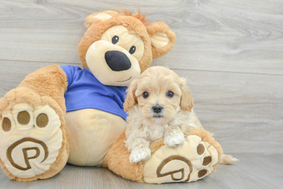 Little Maltese Poodle Poodle Mix Puppy