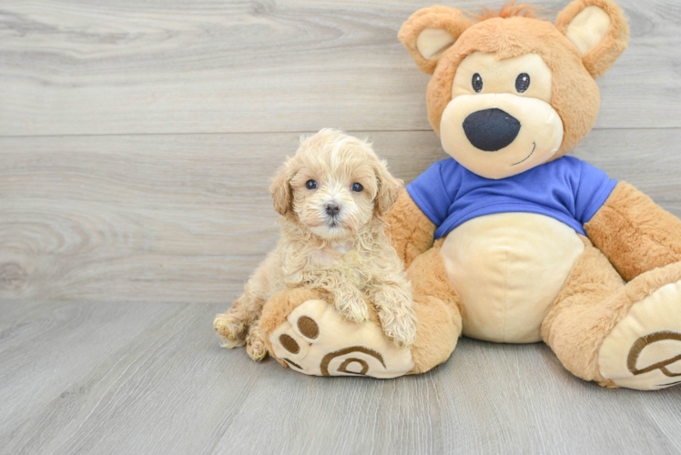Maltipoo Puppy for Adoption