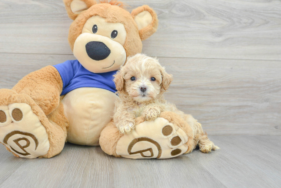 Funny Maltipoo Poodle Mix Pup