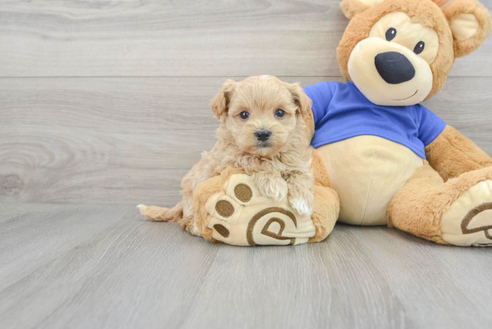 Maltipoo Puppy for Adoption